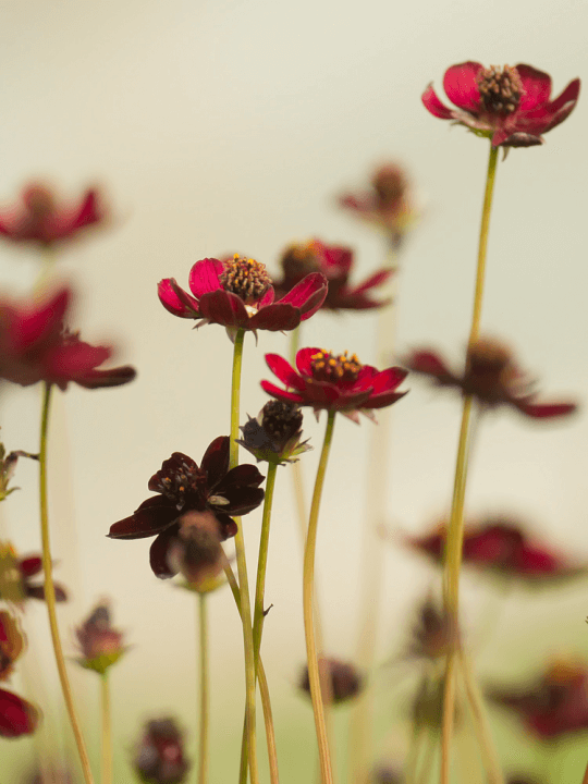 Cosmos atrosanguineus